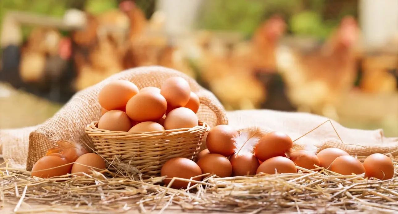 Banner da Confraria do Ovo Ferreira do Zêzere